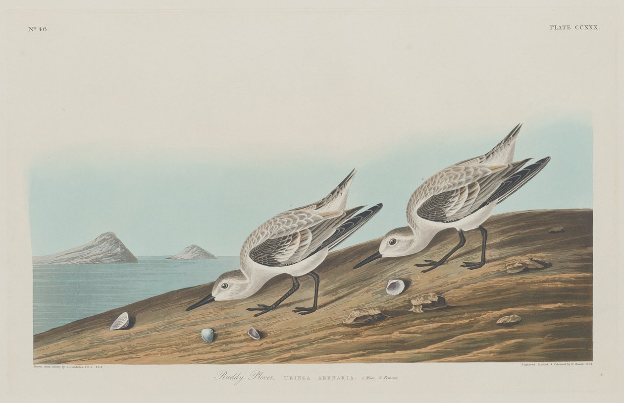 रूडी प्लोवर, 1834। द्वारा रॉबर्ट हेवेल