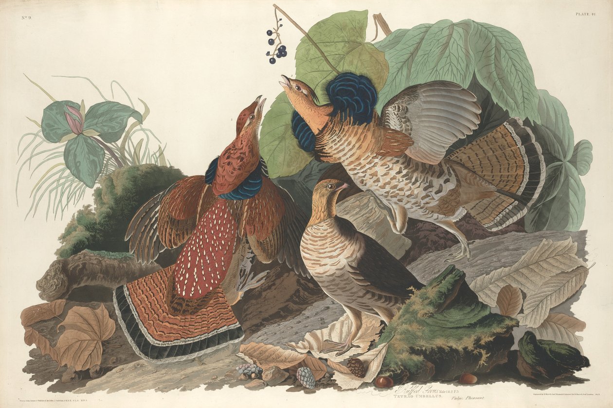 रफ़्ड ग्राउज़, 1828. द्वारा रॉबर्ट हेवेल