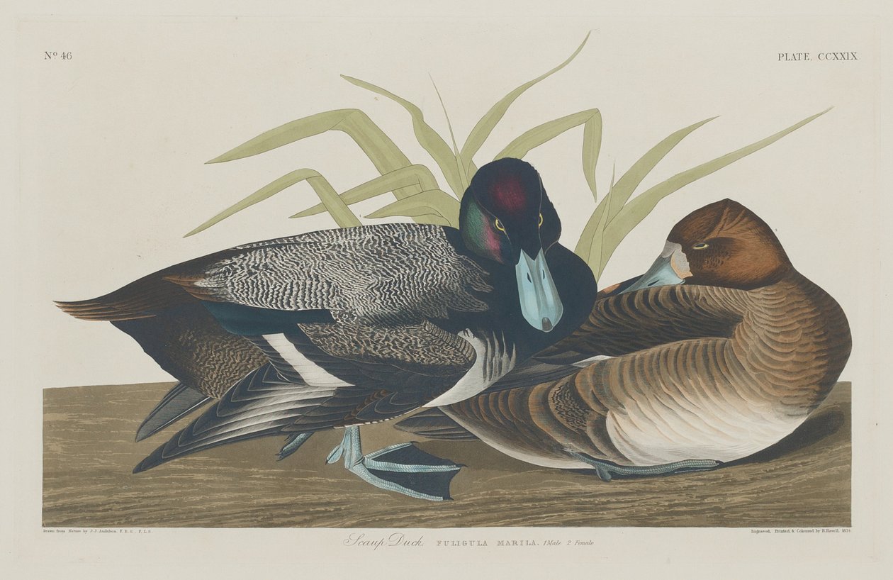 स्कूप डक, 1834। द्वारा रॉबर्ट हेवेल