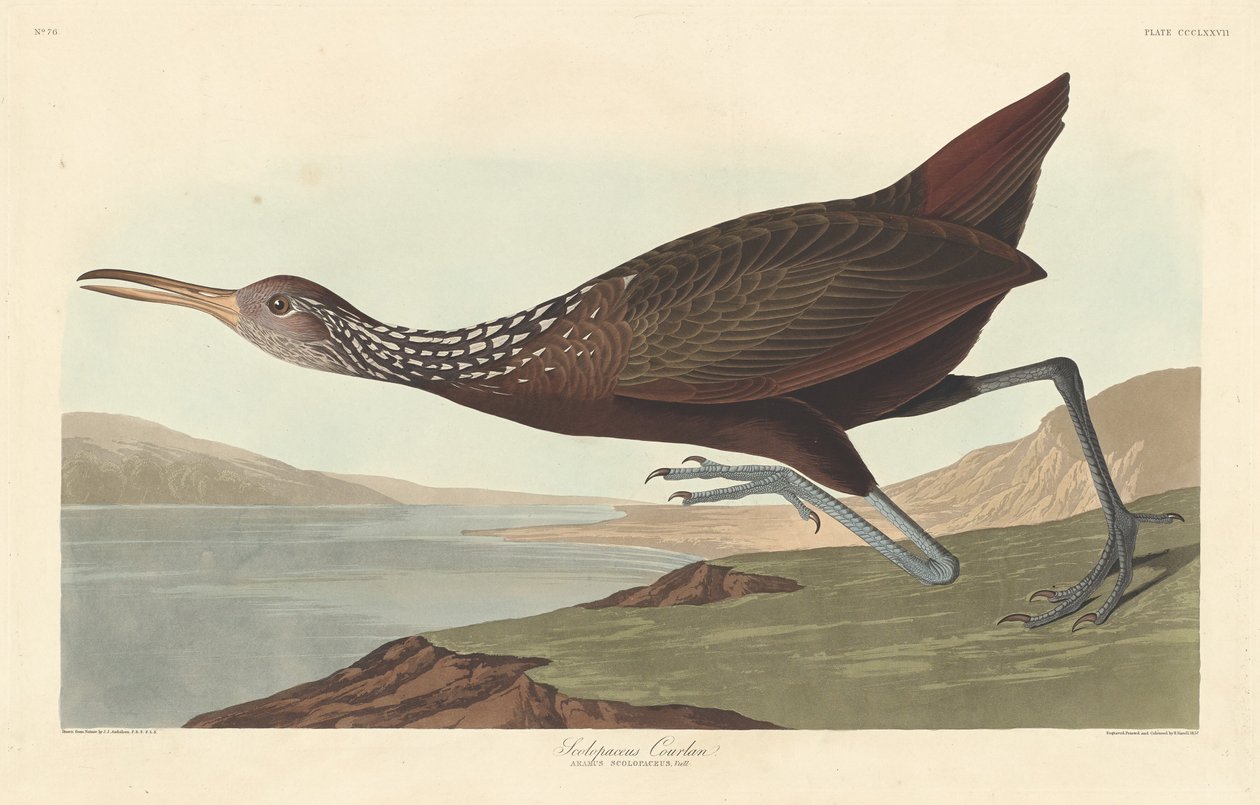 स्कोलोपेसस कौरलान, 1837। द्वारा रॉबर्ट हेवेल