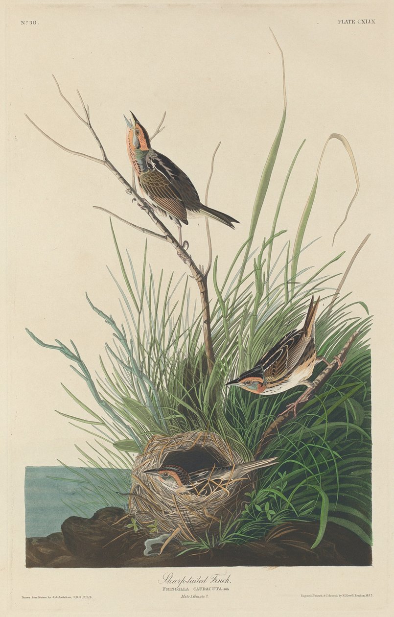शार्प-टेल्ड फिंच, 1832। द्वारा रॉबर्ट हेवेल