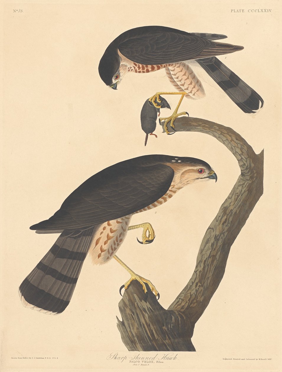 शार्प-शिंड हॉक, 1837। द्वारा रॉबर्ट हेवेल