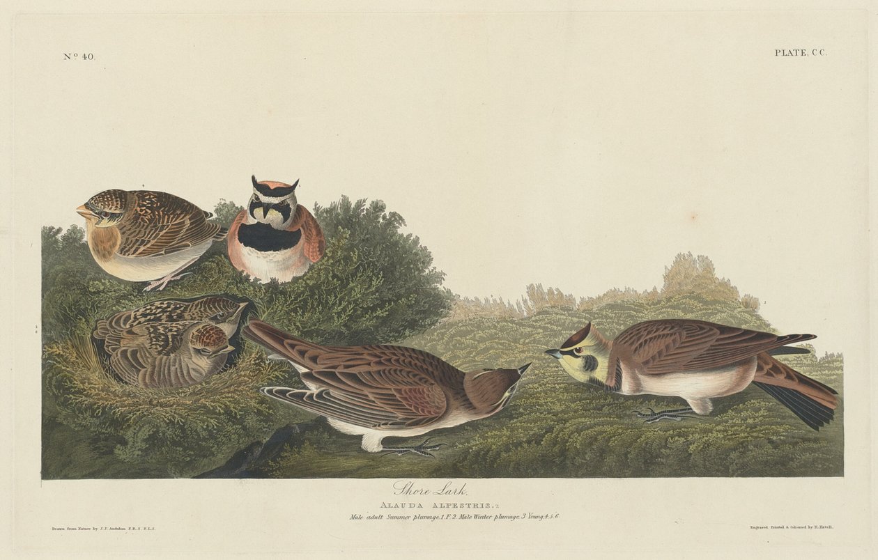 शोर लार्क, 1834। द्वारा रॉबर्ट हेवेल