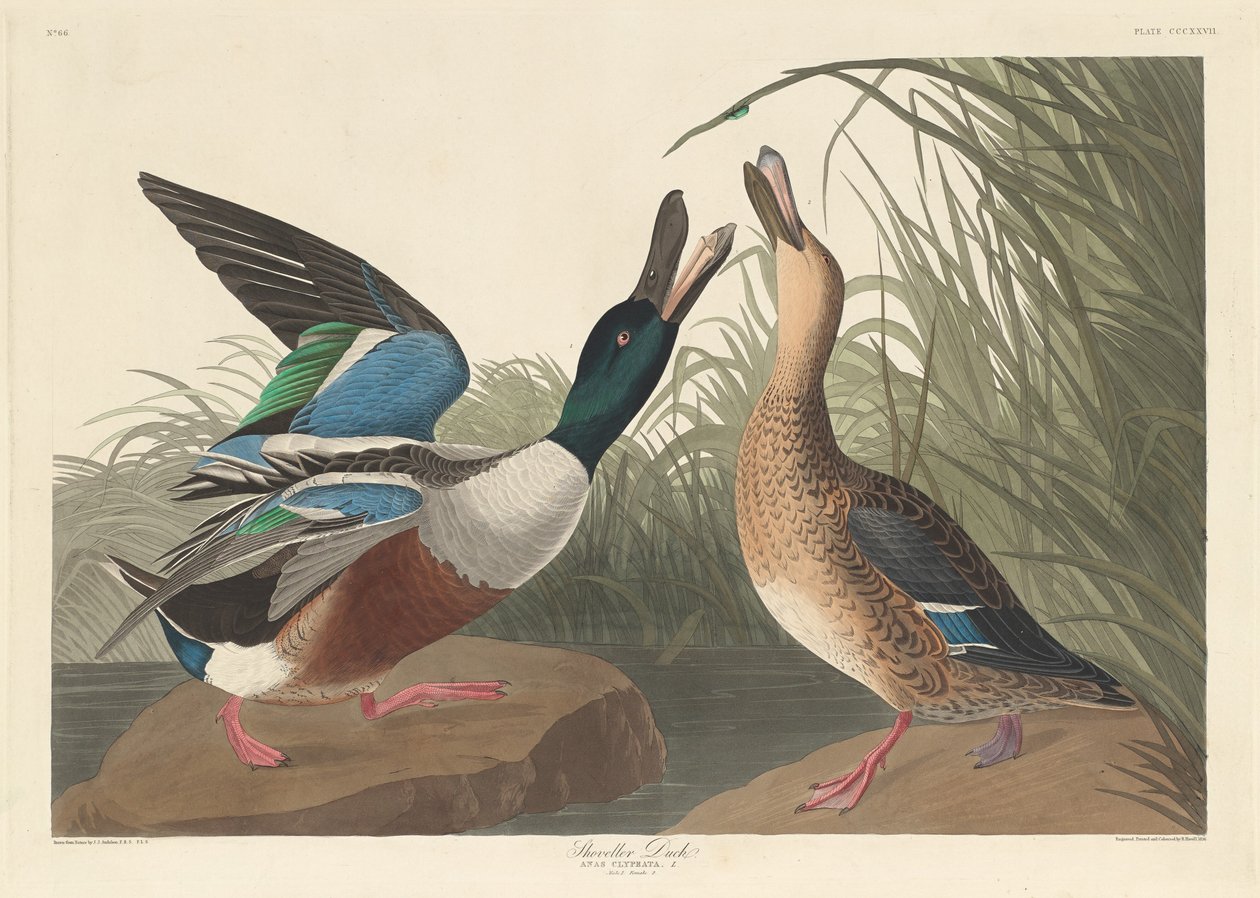 फावड़ा बतख, 1836। द्वारा रॉबर्ट हेवेल