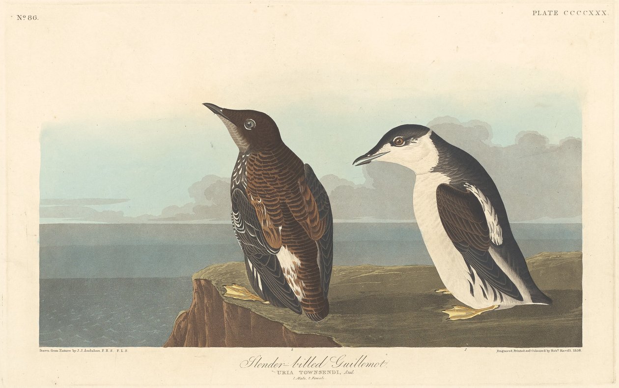 स्लेंडर-बिल्ड गुइलमोट, 1838। द्वारा रॉबर्ट हेवेल