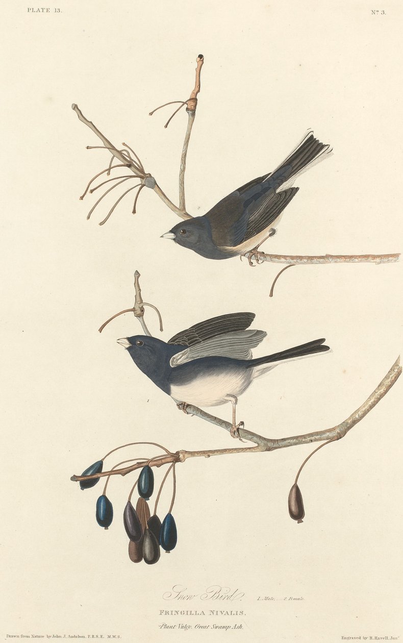 स्नो-बर्ड, 1827। द्वारा रॉबर्ट हेवेल