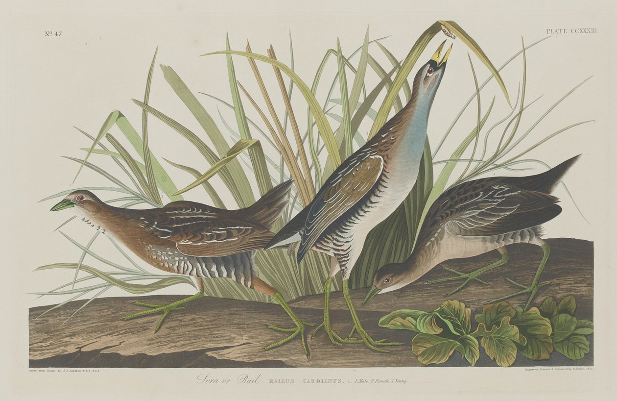 सोरा या रेल, 1834। द्वारा रॉबर्ट हेवेल