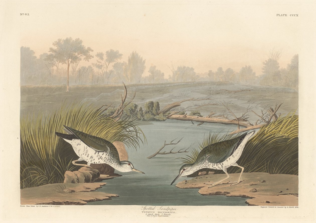 चित्तीदार सैंडपाइपर, 1836। द्वारा रॉबर्ट हेवेल