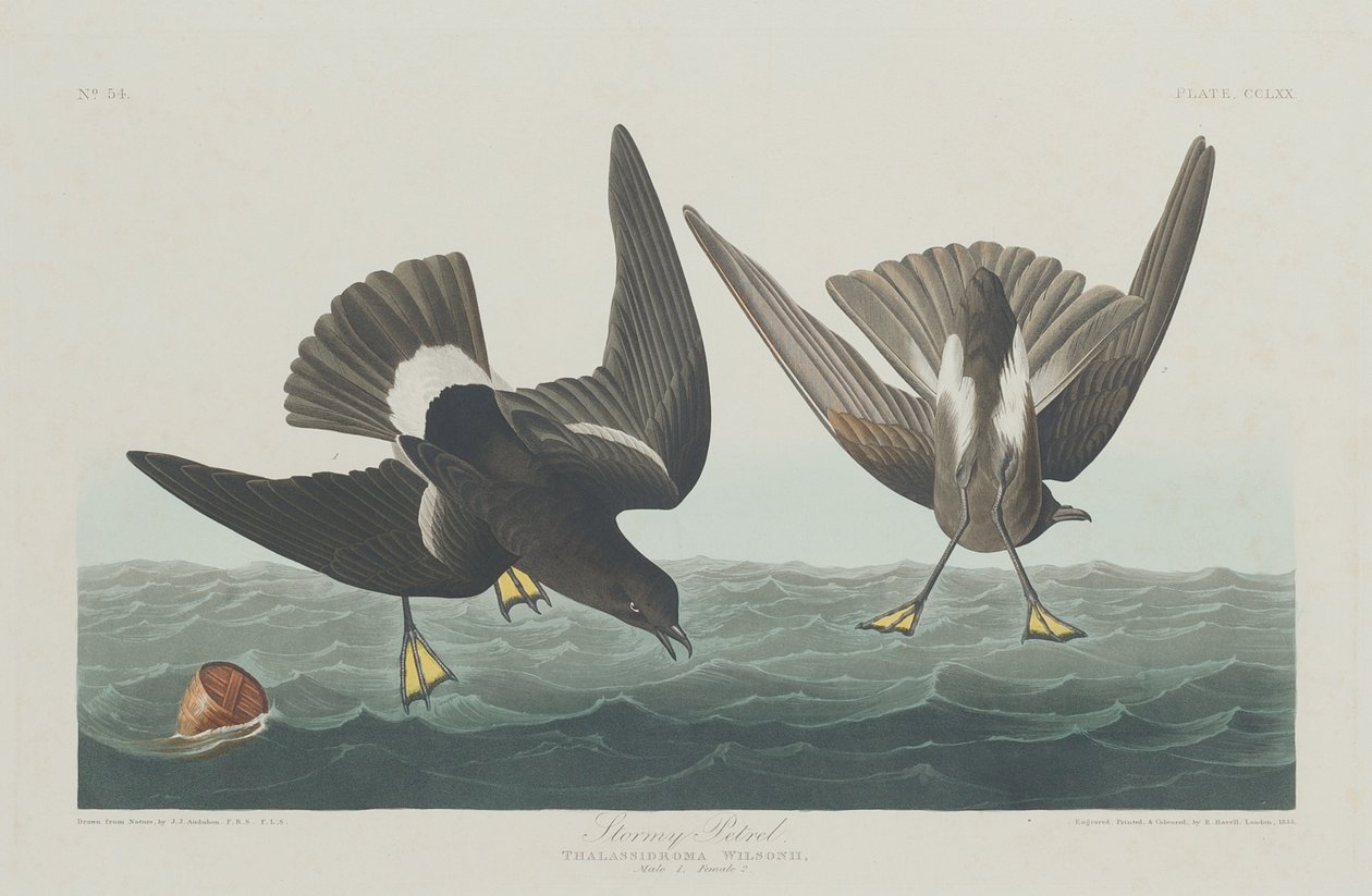स्टॉर्मी पेट्रेल, 1835। द्वारा रॉबर्ट हेवेल