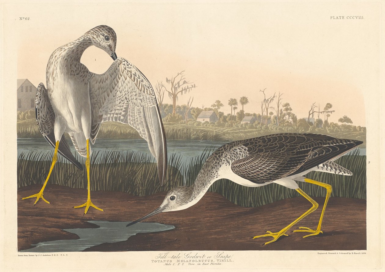 टेल-टेल गॉडविट, 1836। द्वारा रॉबर्ट हेवेल
