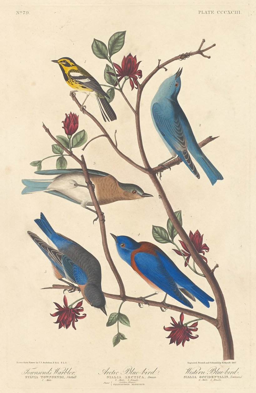 टाउनसेंड्स वार्बलर, आर्कटिक ब्लू बर्ड और वेस्टर्न ब्लू बर्ड, 1837। द्वारा रॉबर्ट हेवेल