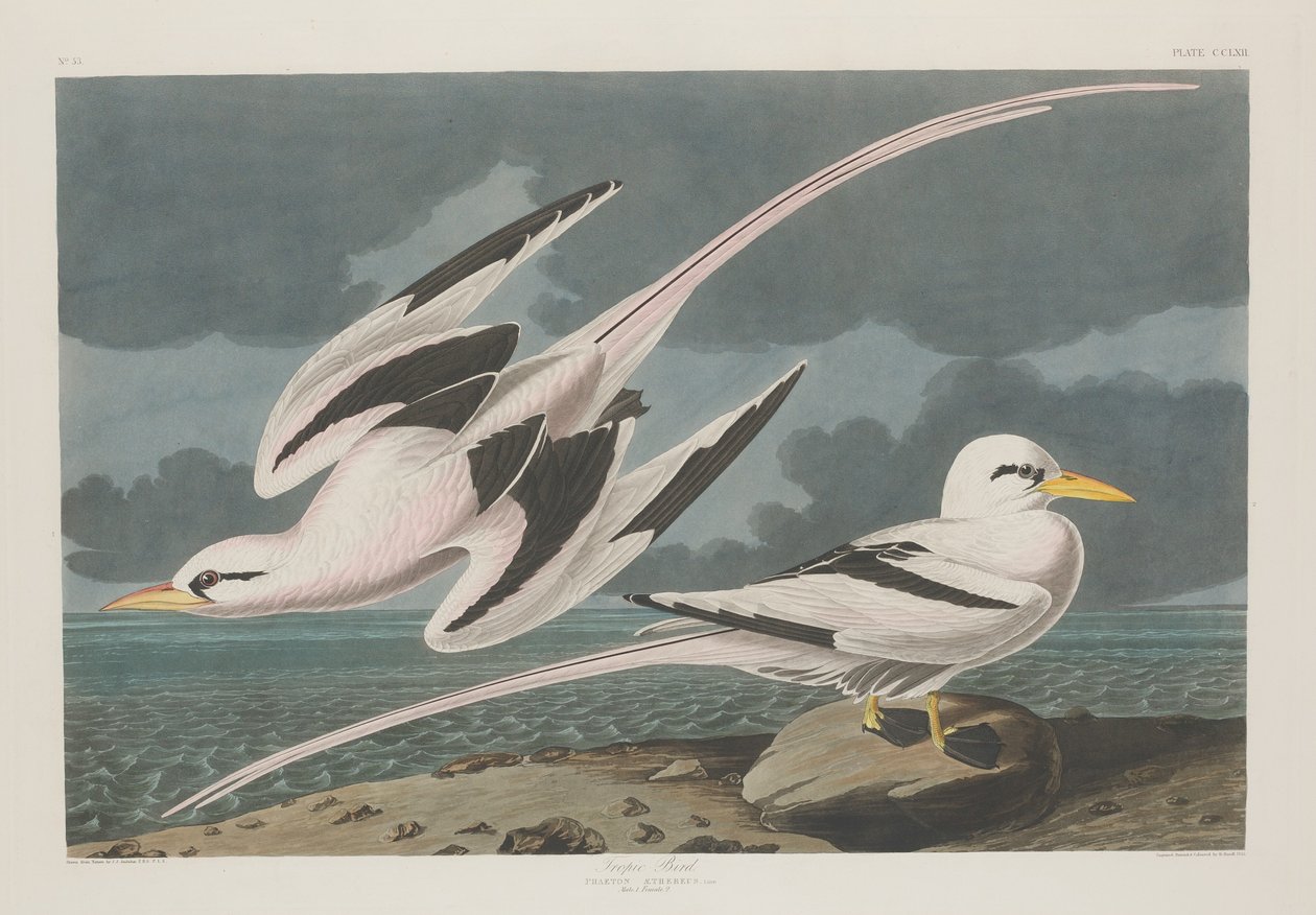 ट्रॉपिक बर्ड, 1835। द्वारा रॉबर्ट हेवेल
