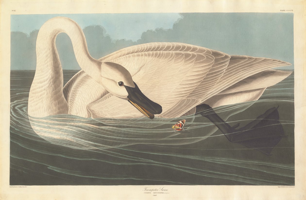 ट्रम्पेटर स्वान, 1838। द्वारा रॉबर्ट हेवेल