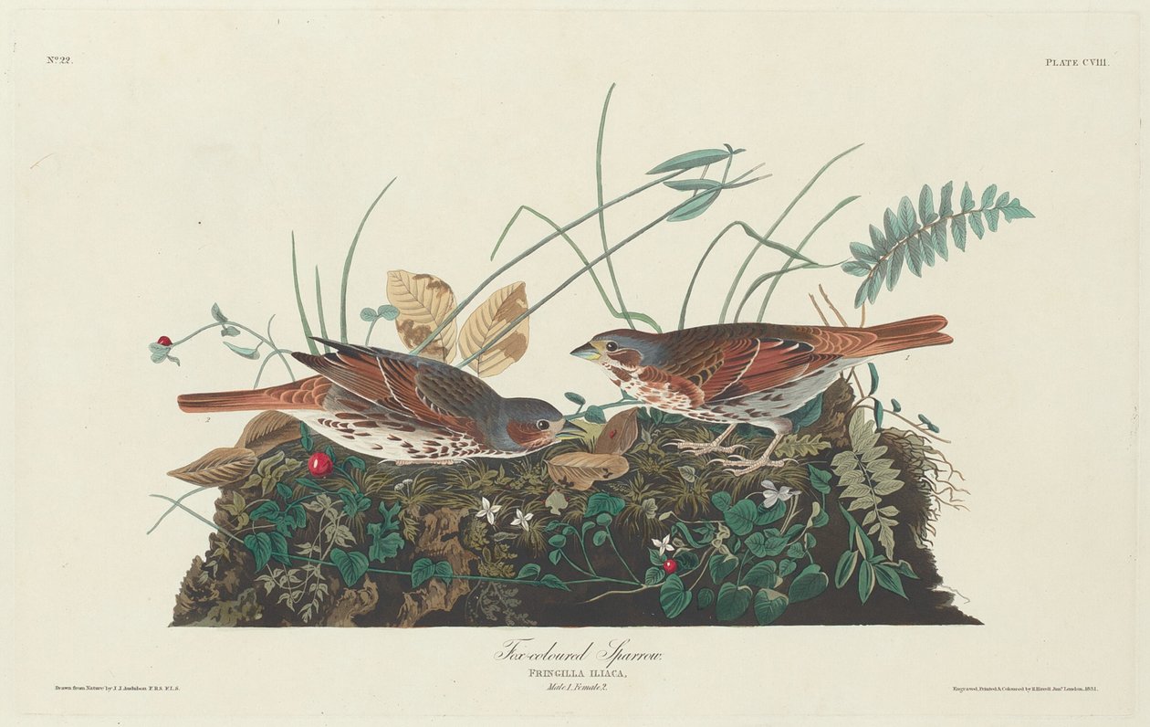 दो रंगों वाली गौरैया, 1831। द्वारा रॉबर्ट हेवेल