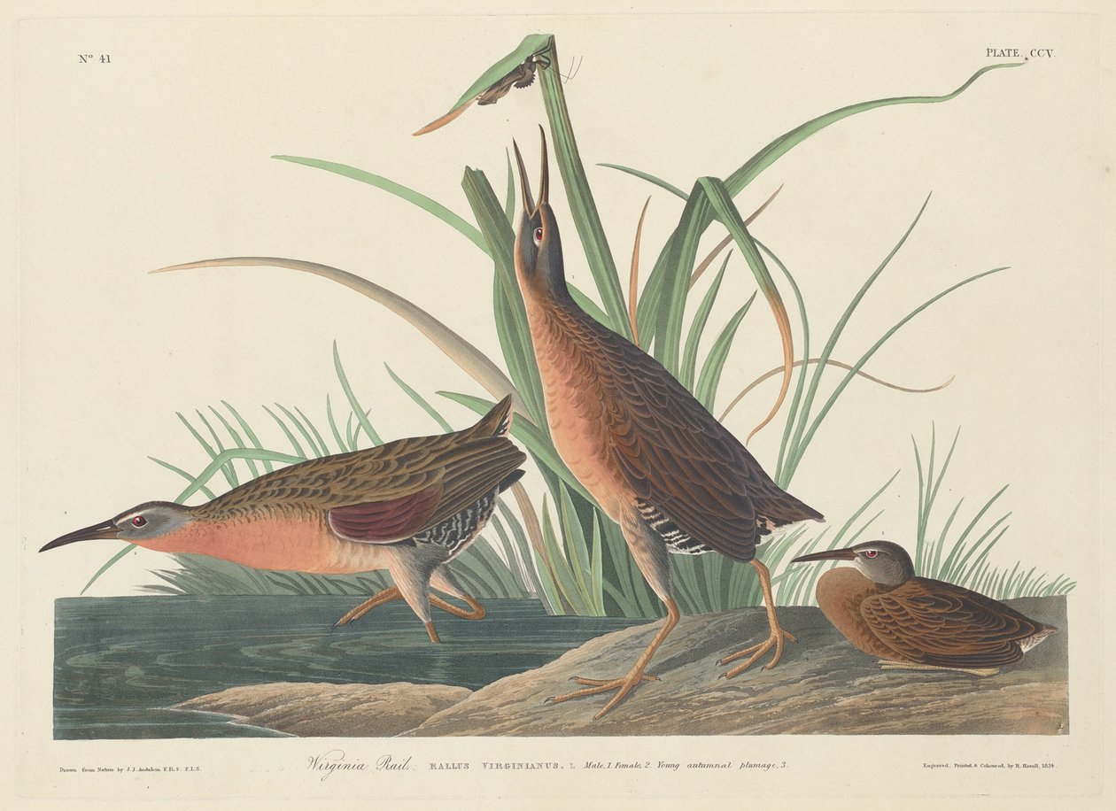 वर्जीनिया रेल, 1834। द्वारा रॉबर्ट हेवेल