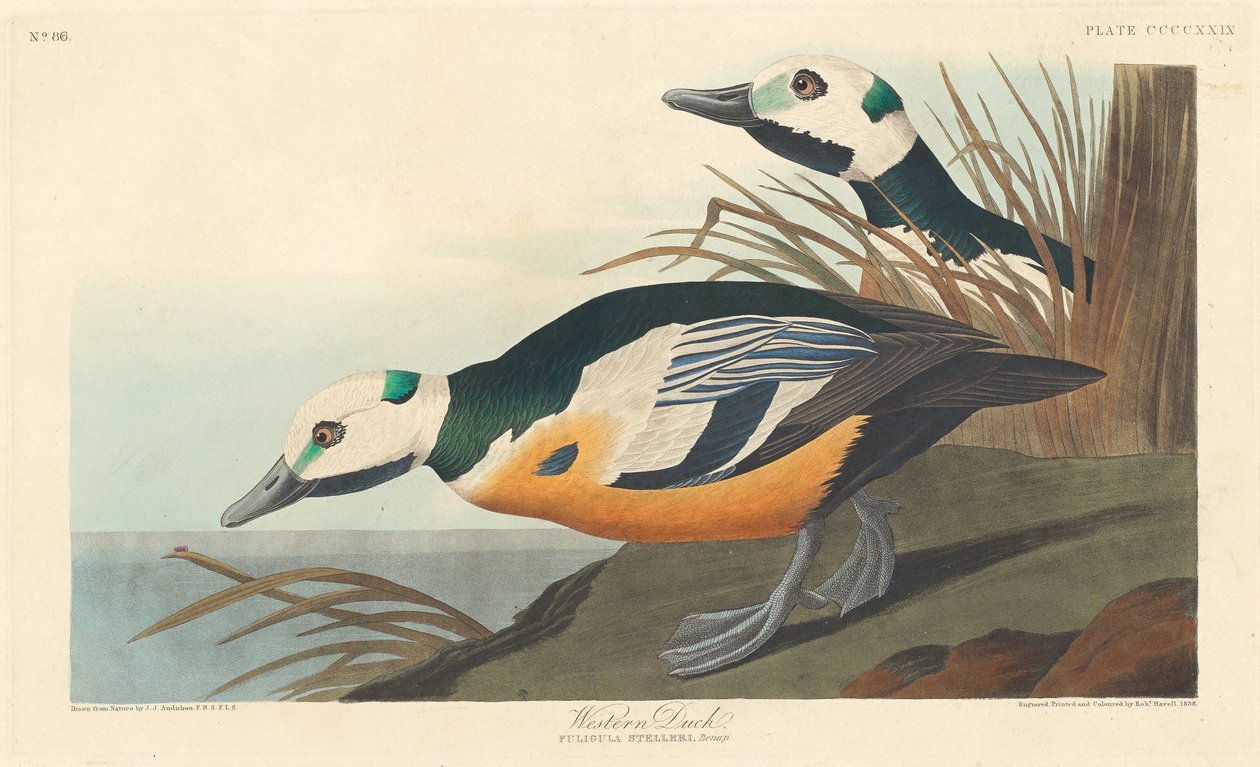 वेस्टर्न डक, 1838। द्वारा रॉबर्ट हेवेल
