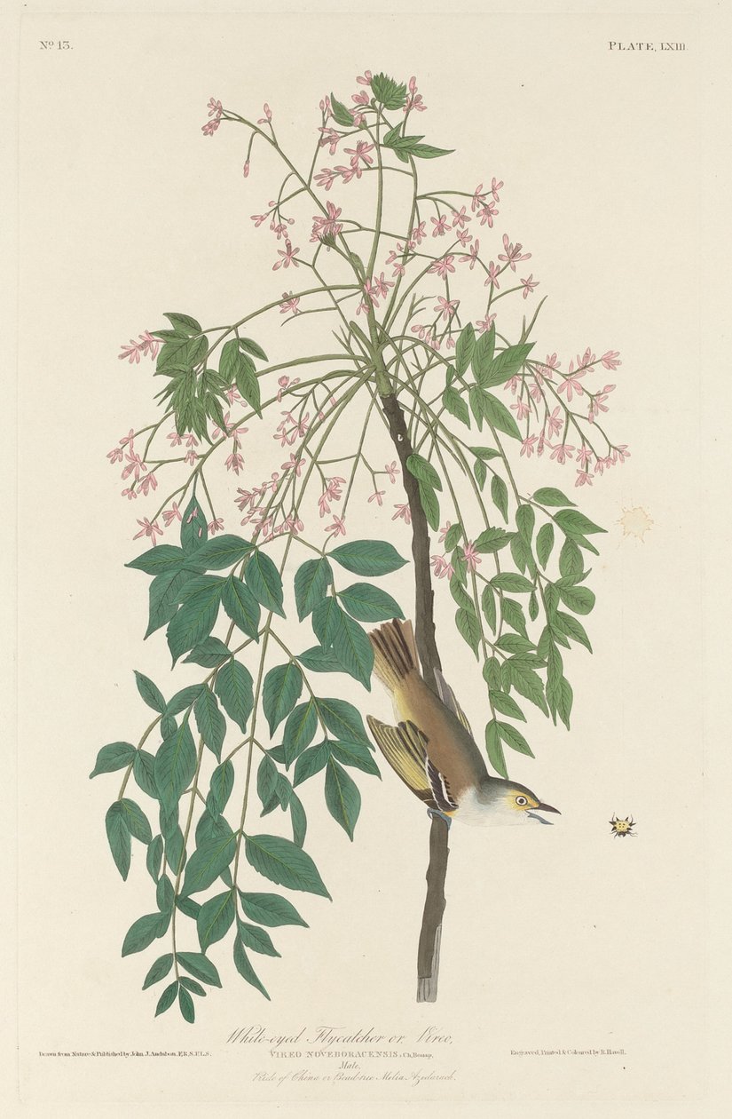 सफेद आंखों वाला फ्लाई कैचर, 1829। द्वारा रॉबर्ट हेवेल