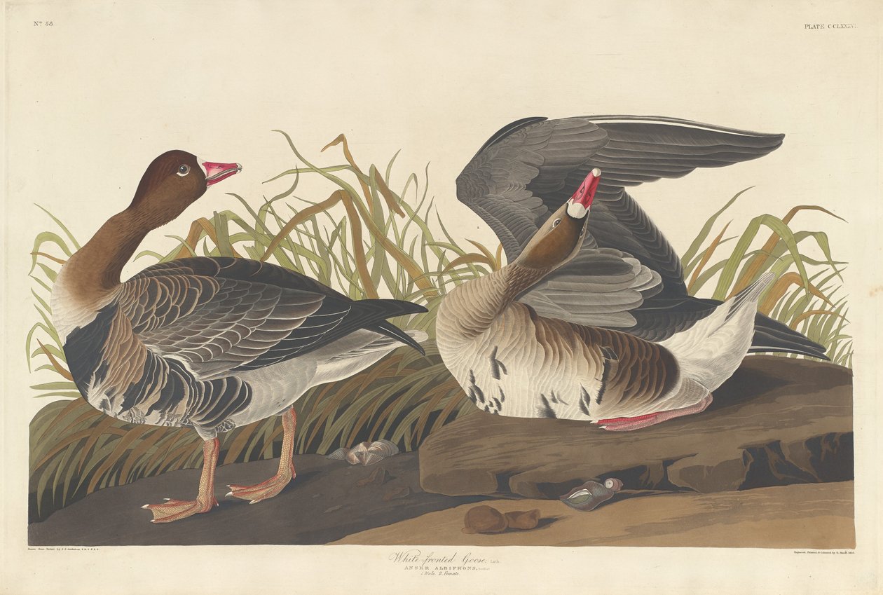 व्हाइट-फ्रंटेड गूज, 1836। द्वारा रॉबर्ट हेवेल