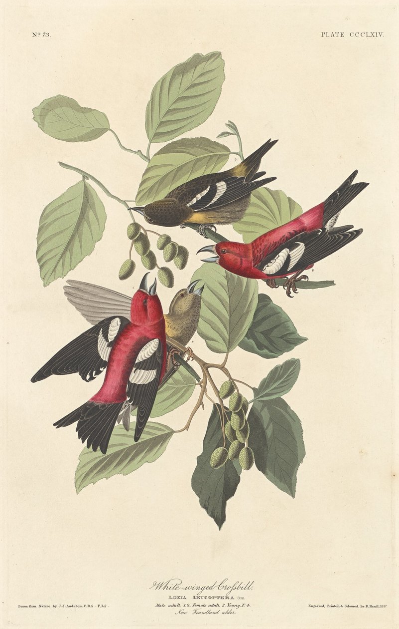 सफेद पंखों वाला क्रॉसबिल, 1837। द्वारा रॉबर्ट हेवेल