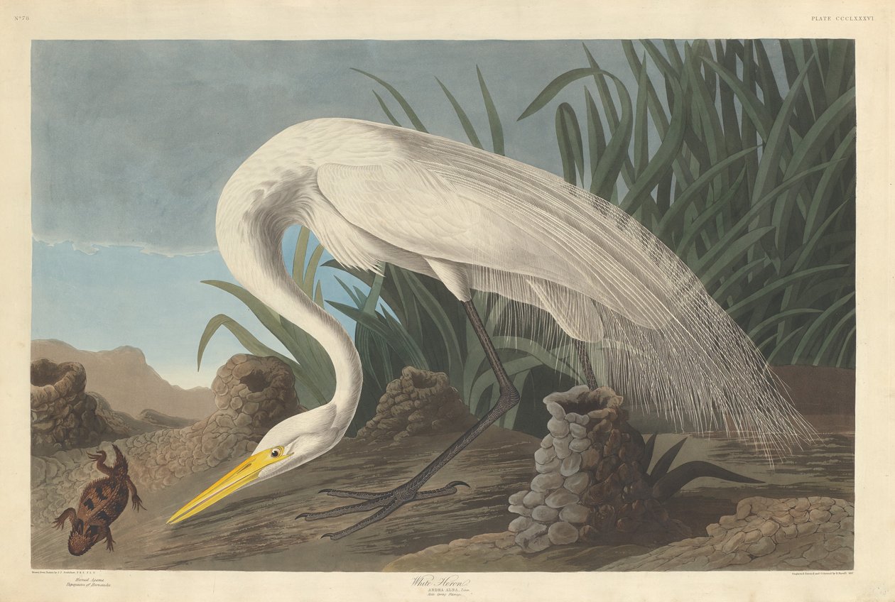 सफेद बगुला, 1837। द्वारा रॉबर्ट हेवेल