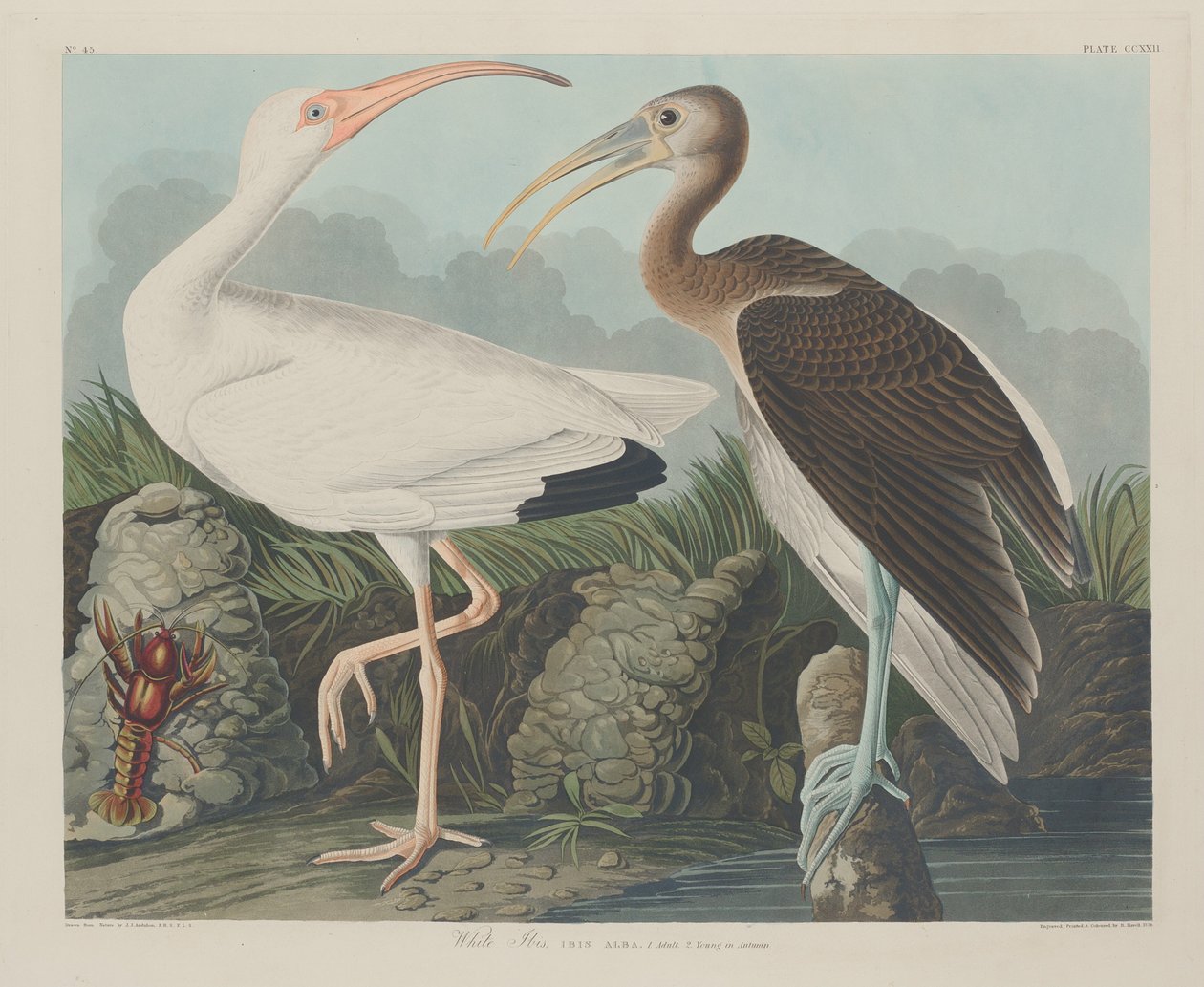व्हाइट इबिस, 1834। द्वारा रॉबर्ट हेवेल