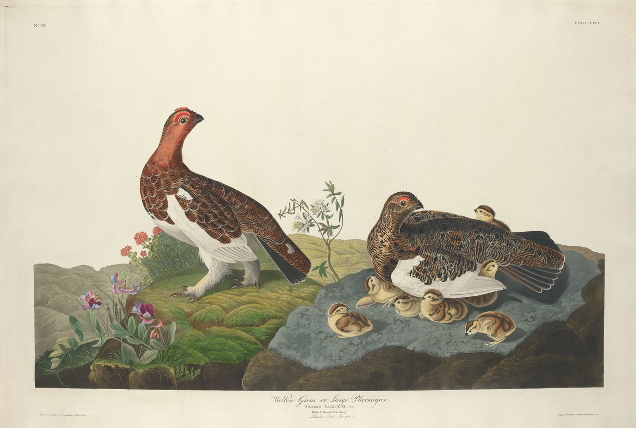 विलो ग्रौस, 1834। द्वारा रॉबर्ट हेवेल