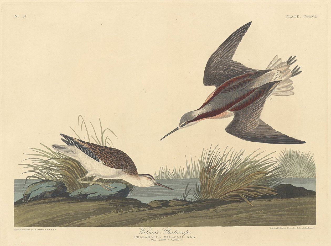 विल्सन का फालारोप, 1835। द्वारा रॉबर्ट हेवेल
