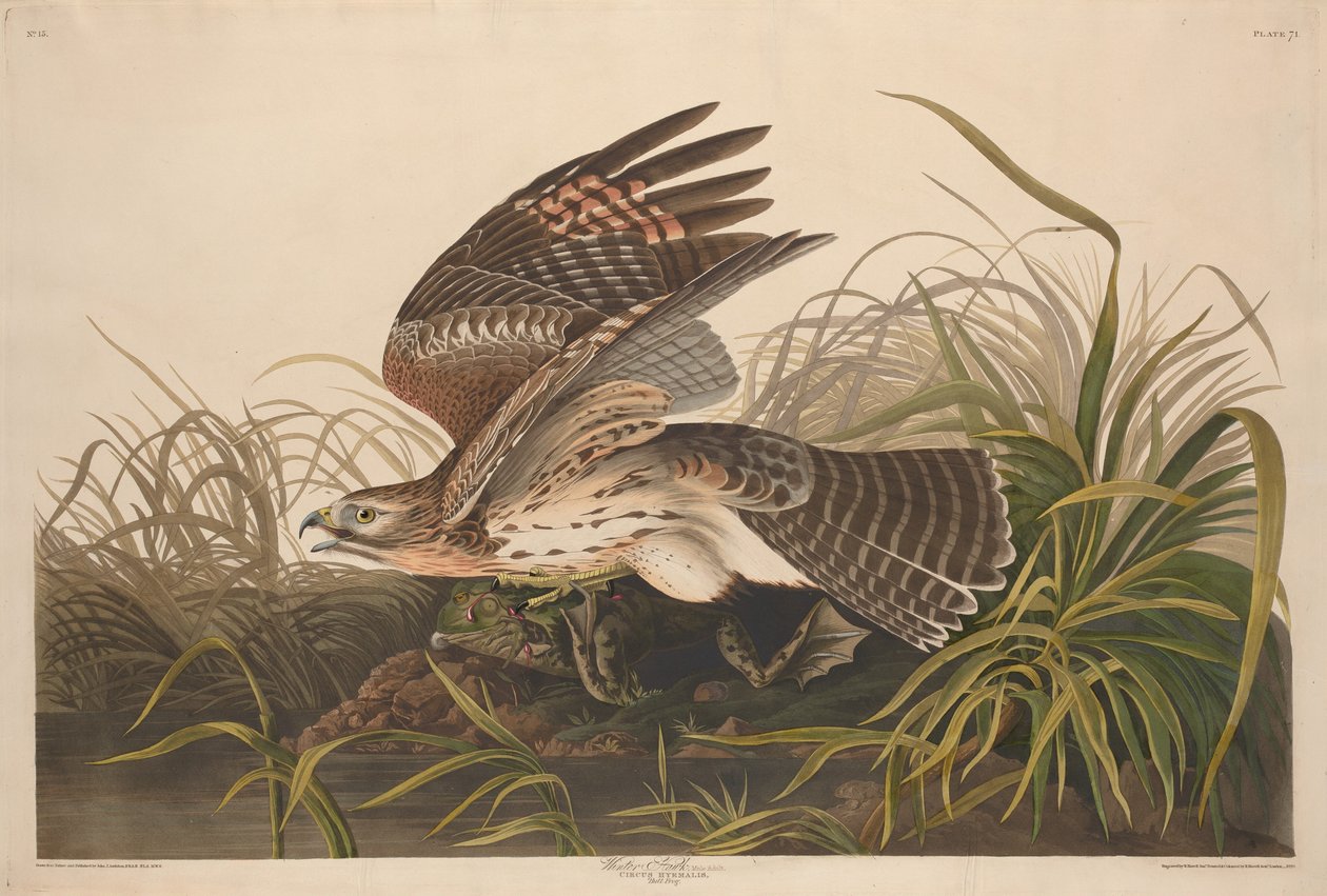 विंटर हॉक, 1829। द्वारा रॉबर्ट हेवेल