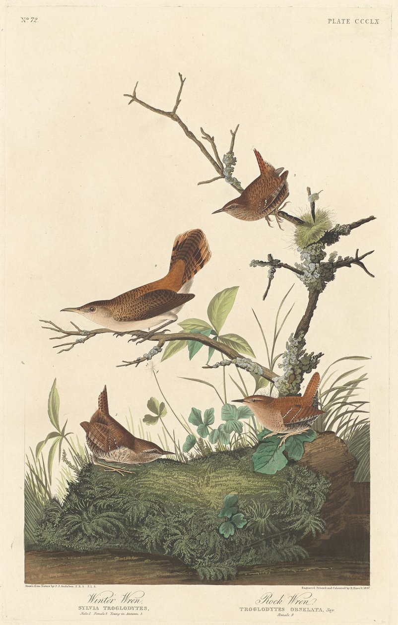 विंटर व्रेन एंड रॉक व्रेन, 1837। द्वारा रॉबर्ट हेवेल