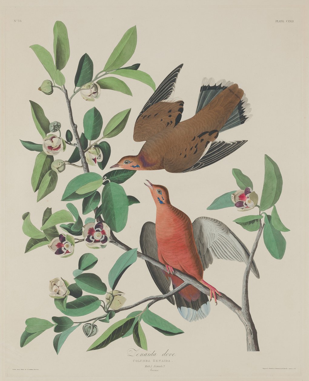 जेनेदा डोव, 1833। द्वारा रॉबर्ट हेवेल