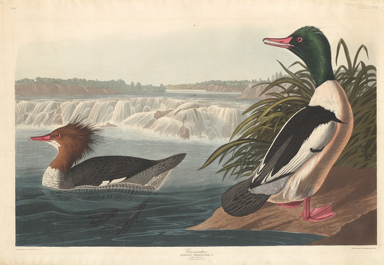 Goosander द्वारा जॉन जेम्स ऑडुबोन के बाद रॉबर्ट हैवेल