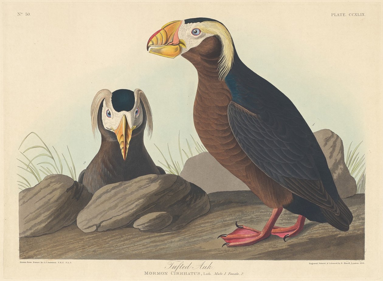 Tufted Auk द्वारा जॉन जेम्स ऑडुबोन के बाद रॉबर्ट हैवेल