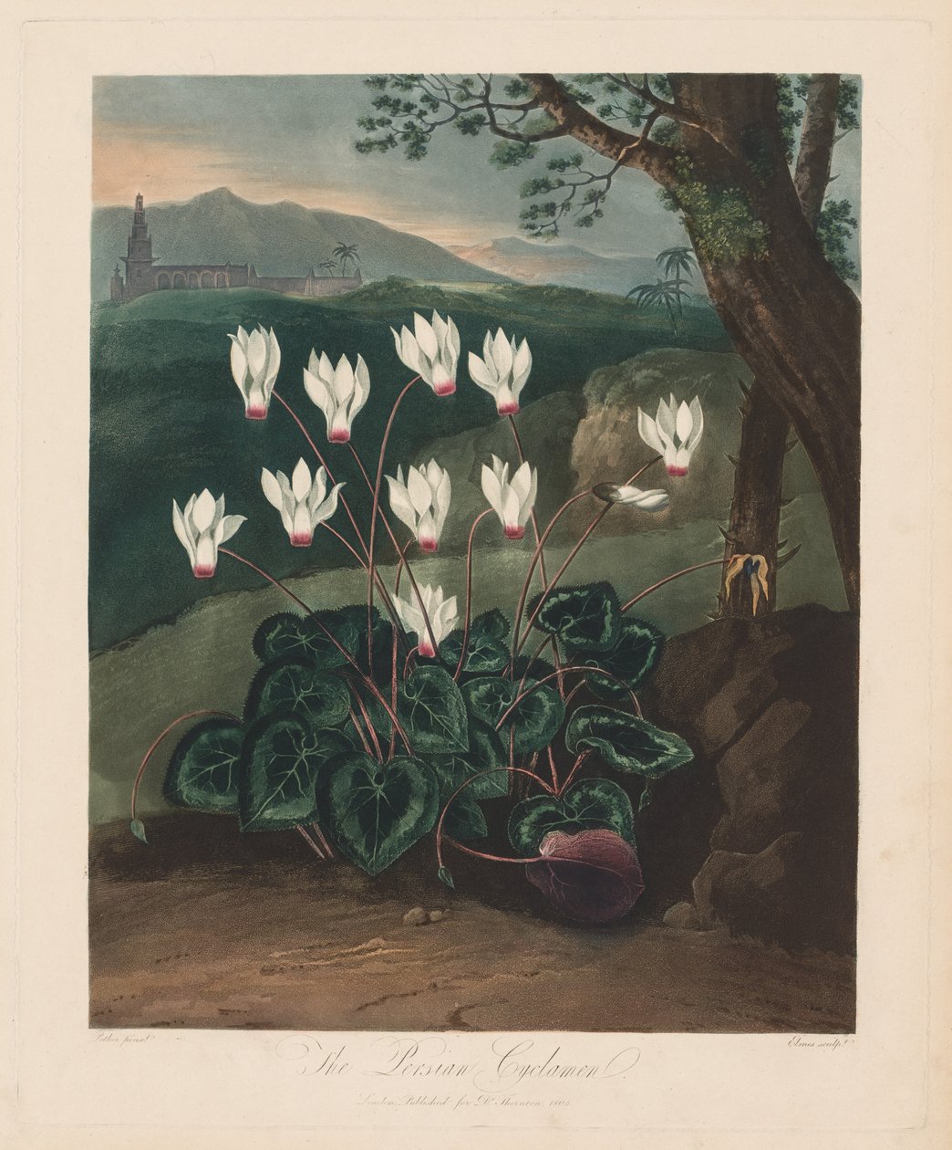 फ्लोरा का मंदिर, या गार्डन ऑफ़ नेचर: द फ़ारसी साइक्लेमेन, 1799-1807। द्वारा रॉबर्ट जॉन थॉर्नटन
