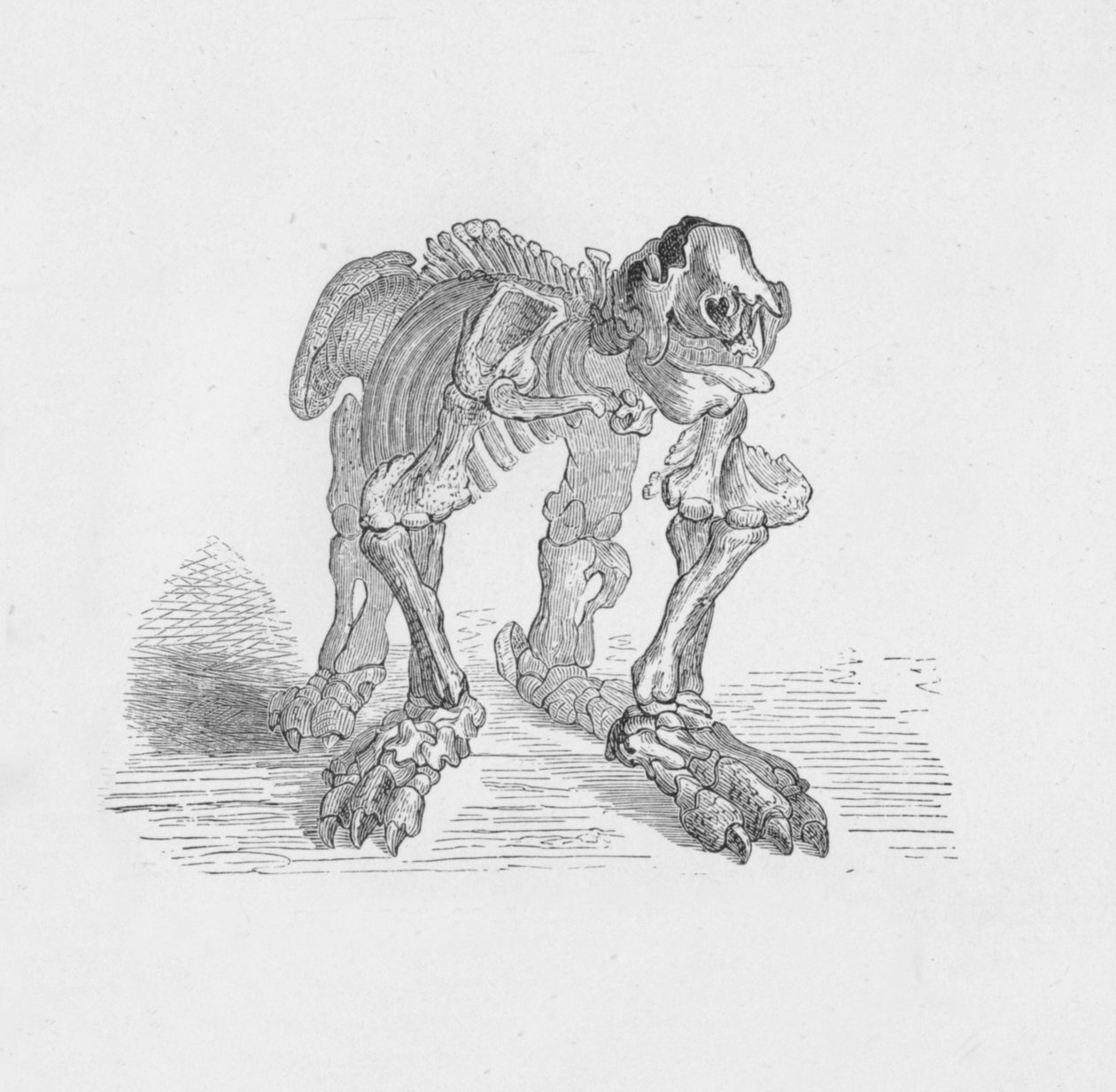 मेथेरियम का कंकाल, c1885, 1890 द्वारा रॉबर्ट टेलर प्रिटचेट