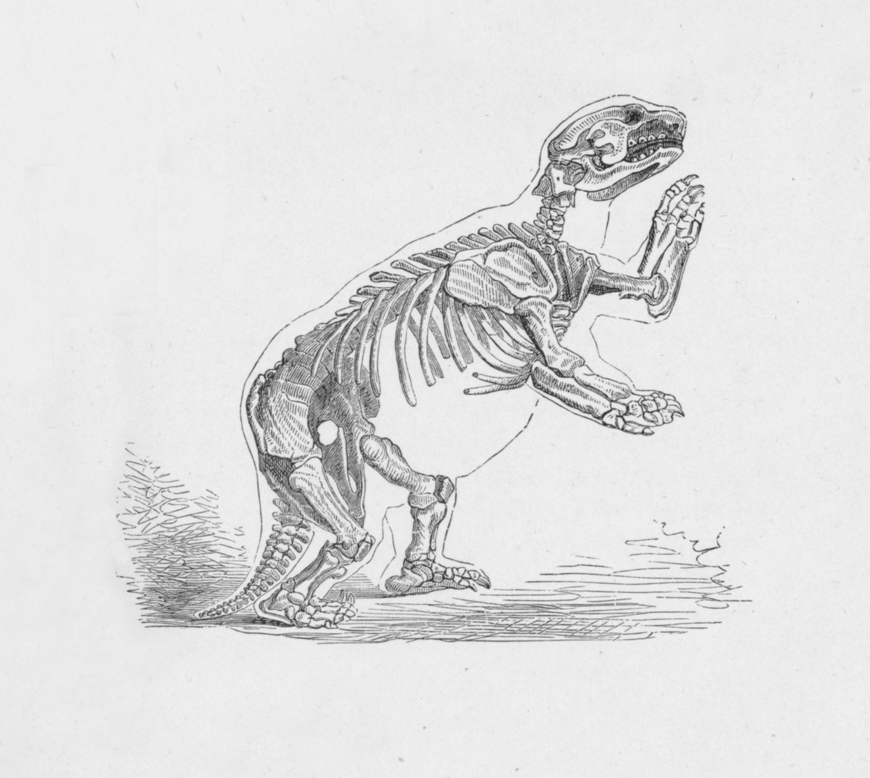 Mylodon Darwinii का कंकाल, c1885, 1890 द्वारा रॉबर्ट टेलर प्रिटचेट