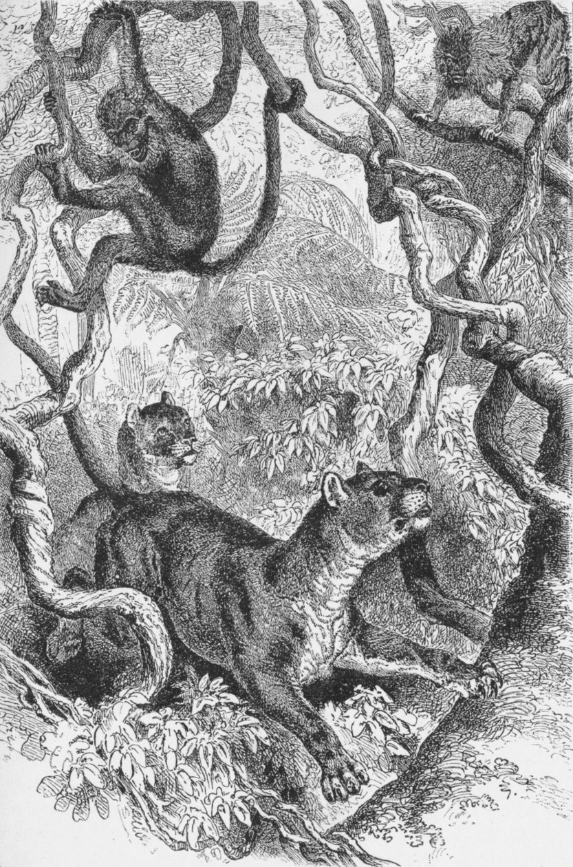 द प्यूमा, सी 1885, 1890 द्वारा रॉबर्ट टेलर प्रिटचेट