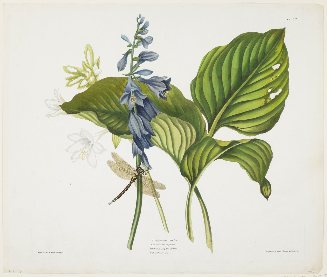 कॉमन होस्ट्स एंड इंग्लिश ड्रैगन फ्लाई (रंगीन एक्वाटिंट und etching with hand color on paper) द्वारा रॉबर्ट द यंगर हैवेल