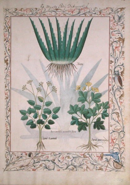 एमएस फ्र। Fv VI  1 fol.112 एलो और एपियो, मैथ्यूस प्लैटेरियस (dc1161) c.1470 द्वारा सरल चिकित्सा की पुस्तक से चित्रण द्वारा रॉबिनट टेस्टार्ड