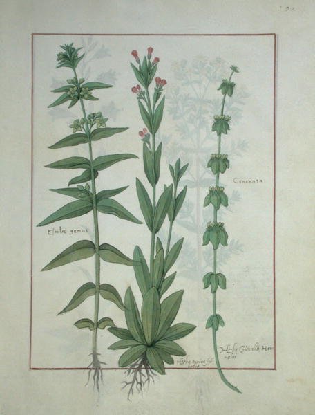 एमएस फ्र। Fv VI  1 fol.116 Elusae Gennus, Caraway Thyme, और Crosswort, Mattheaus Platearius (dc1161) c.1470 द्वारा सरल चिकित्सा की पुस्तक से चित्रण द्वारा रॉबिनट टेस्टार्ड
