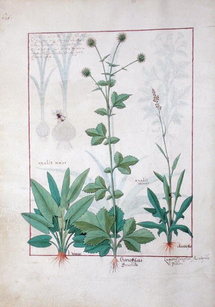 एमएस फ्र। Fv VI  1 fol.119v सोरेल और जरीओफिलाटा (बेनेडिक्टा वुड) मैथ्यूसस प्लैटेरियस (dc1161) c.1470 द्वारा सरल चिकित्सा की पुस्तक से चित्र द्वारा रॉबिनट टेस्टार्ड