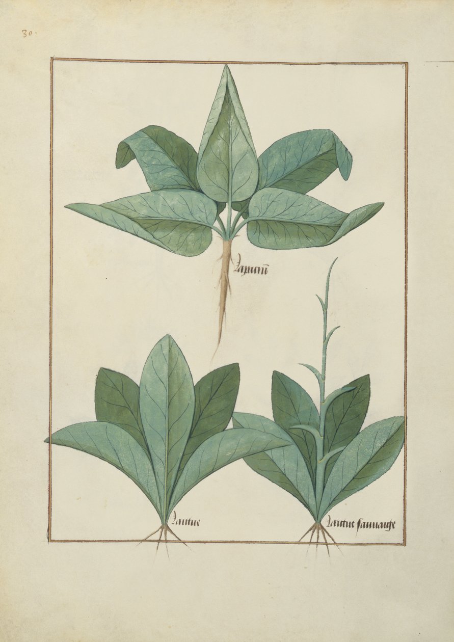 एमएस फ्र। Fv VI  1 fol.126v मैथ्यूअस प्लैटेरियस (dc1161) c.1470 द्वारा सरल दवाओं की पुस्तक से चित्र द्वारा रॉबिनट टेस्टार्ड