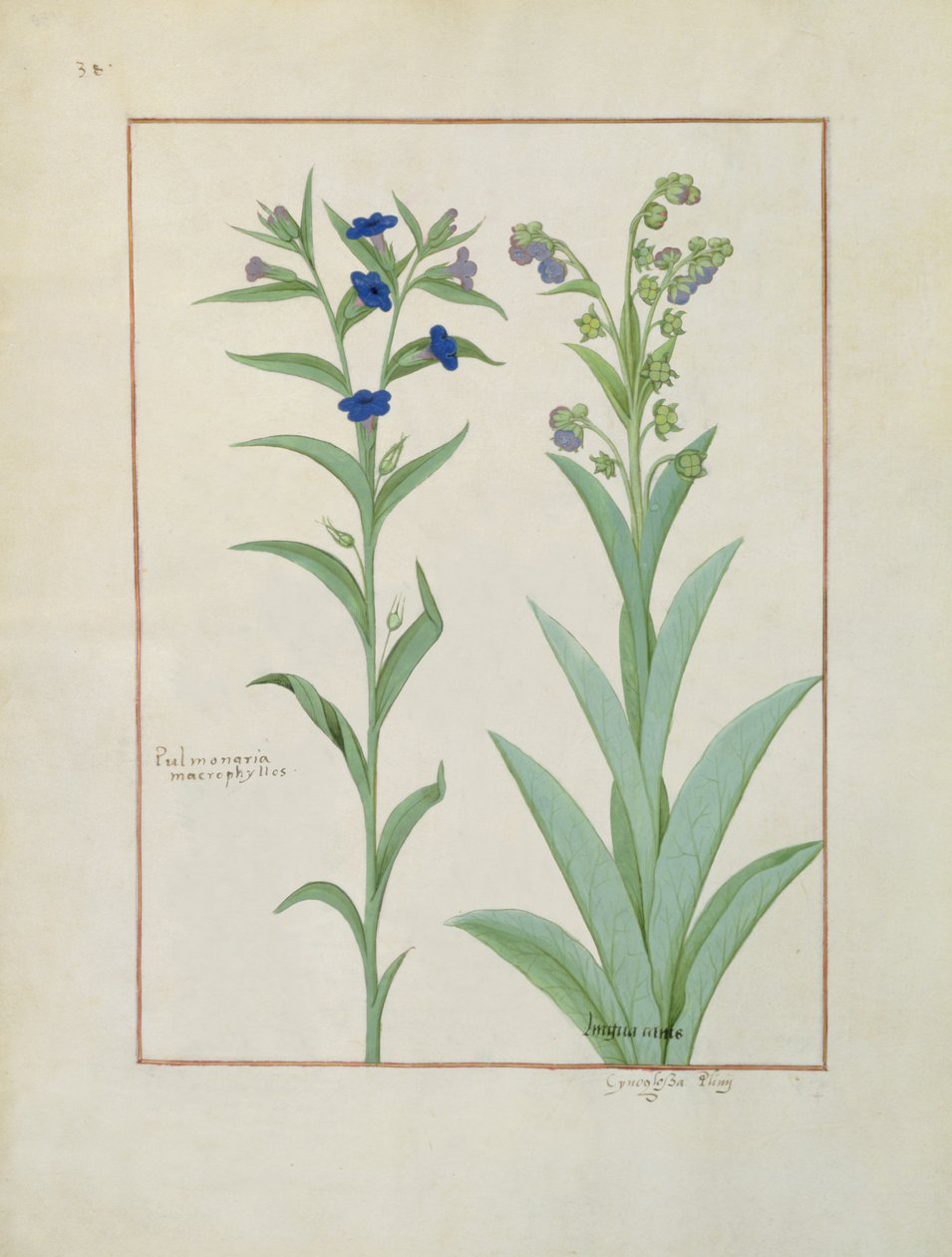 एमएस फ्र। Fv VI  1 fol.130v पल्मोनारिया और लुंगवॉर्ट, द बुक ऑफ़ सिंपल मेडिसिन्स से चित्रण, मैथ्यूअस प्लैटेरियस (dc1161) c.1470 द्वारा द्वारा रॉबिनट टेस्टार्ड