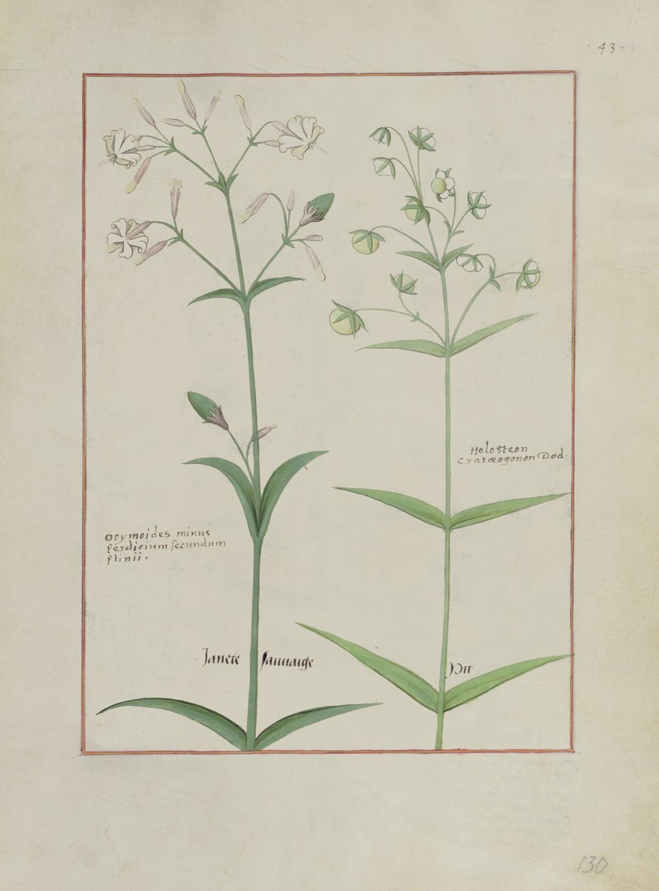 एमएस फ्र। Fv VI  1 fol.133v मैथ्यूअस प्लैटेरियस (dc1161) द्वारा सरल दवाओं की पुस्तक से चित्रण द्वारा रॉबिनट टेस्टार्ड