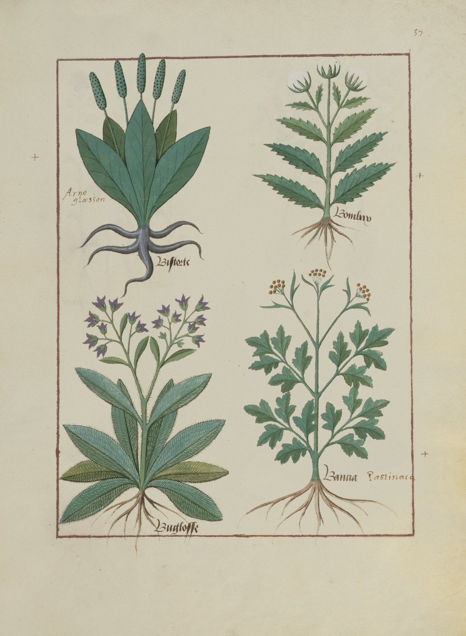 एमएस फ्र। Fv VI  1 fol.140r मैथ्यूअस प्लैटेरियस (dc1161) c.1470 द्वारा सरल दवाओं की पुस्तक से चित्रण द्वारा रॉबिनट टेस्टार्ड