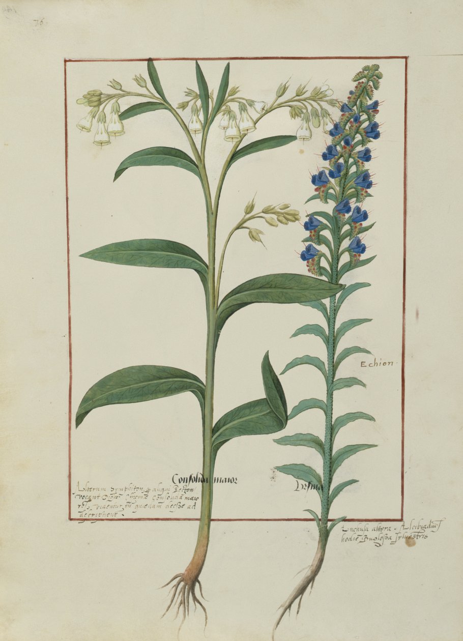 एमएस फ्र। Fv VI  1 fol.149v मैथ्यूअस प्लैटेरियस (dc1161) द्वारा सरल दवाओं की पुस्तक से चित्रण c.1470 द्वारा रॉबिनट टेस्टार्ड