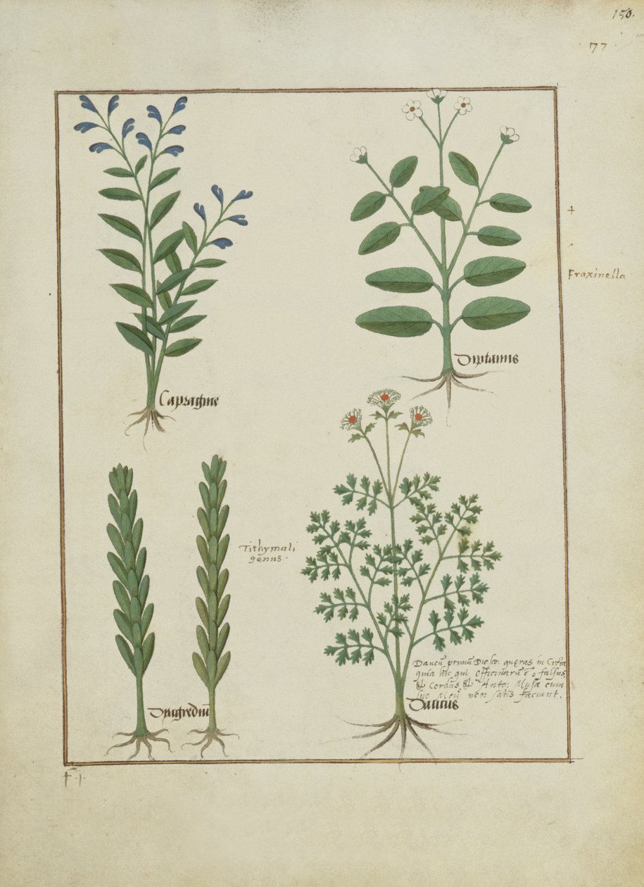 एमएस फ्र। Fv VI  1 fol.150r मैथ्यूअस प्लैटेरियस (dc1161) द्वारा सरल दवाओं की पुस्तक से चित्रण द्वारा रॉबिनट टेस्टार्ड