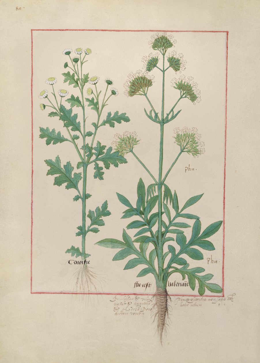 एमएस फ्र। Fv VI  1 fol.151v मैथ्यूअस प्लैटेरियस (dc1161) c.1470 द्वारा सरल दवाओं की पुस्तक से चित्रण द्वारा रॉबिनट टेस्टार्ड