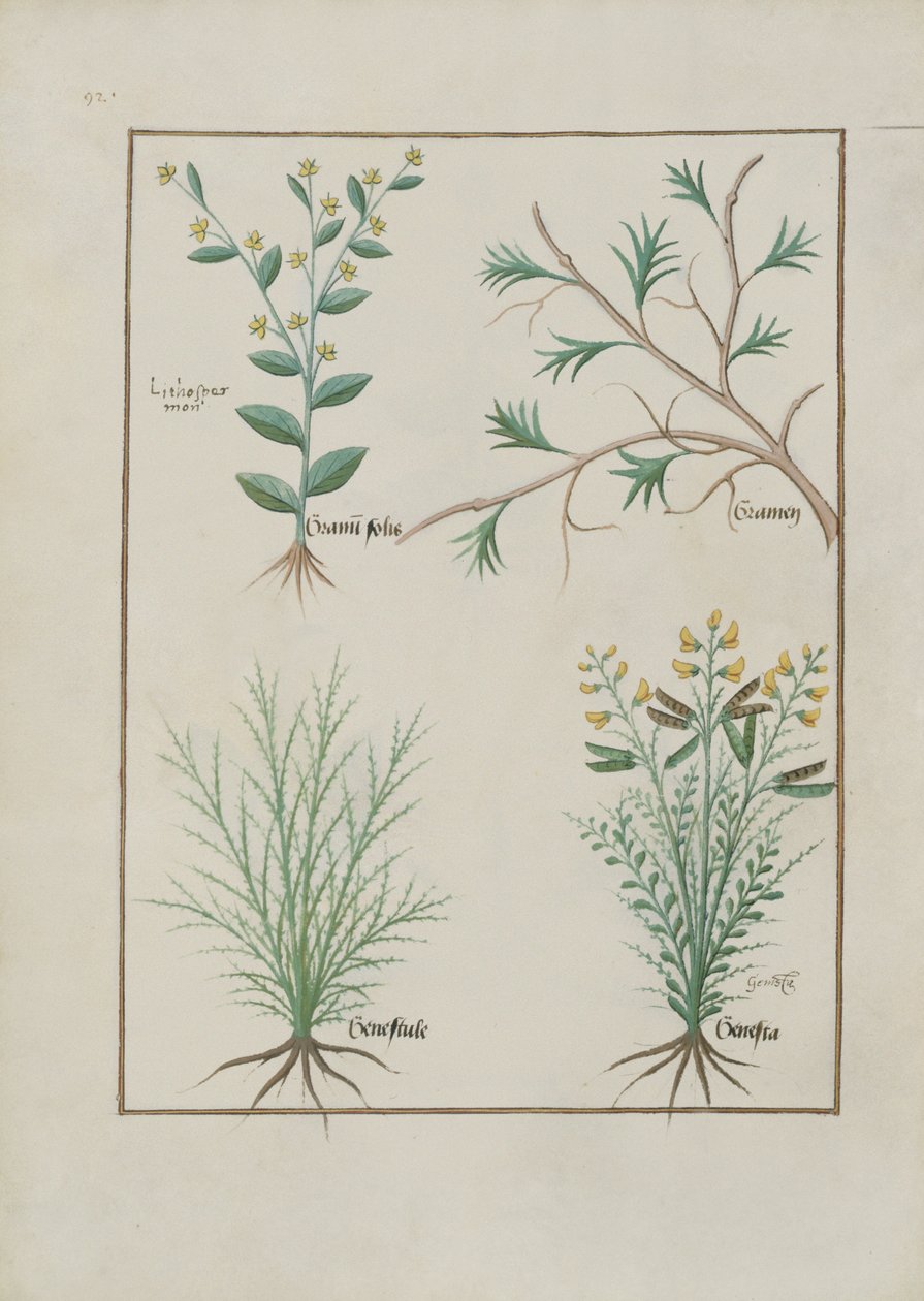एमएस फ्र। Fv VI  1 fol.157v मैथ्यूअस प्लैटेरियस (dc1161) द्वारा सरल दवाओं की पुस्तक से चित्रण c.1470 द्वारा रॉबिनट टेस्टार्ड