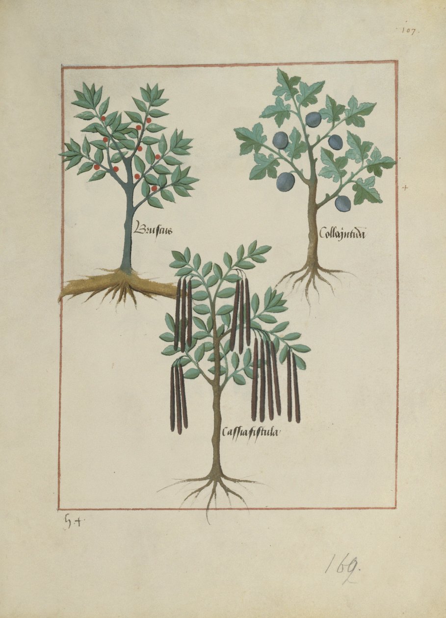 एमएस फ्र। Fv VI  1 fol.165r मैथ्यूअस प्लैटेरियस (dc1161) c.1470 द्वारा सरल दवाओं की पुस्तक से चित्र द्वारा रॉबिनट टेस्टार्ड
