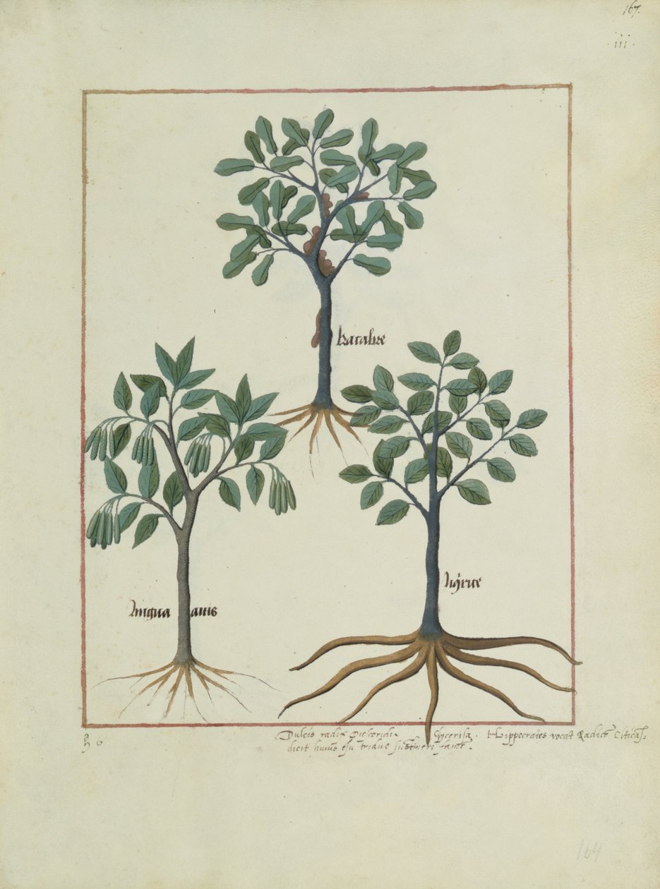 एमएस फ्र। Fv VI  1 fol.167r मैथ्यूस प्लैटेरियस (dc1161) c.1470 द्वारा सरल दवाओं की पुस्तक से चित्र द्वारा रॉबिनट टेस्टार्ड